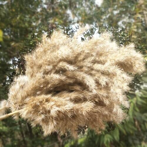 10PCS Pampas Grass Natural Dried Reed Plants Home Decor Wedding Flower Bouquet Bunch Materials Feather Dried Flower Phragmites