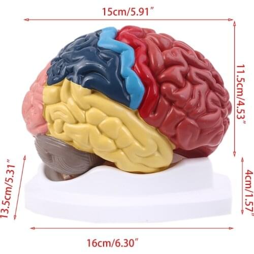 Life Size Human Brain Functional Area Model Anatomy for Science Classroom Study Display Teaching