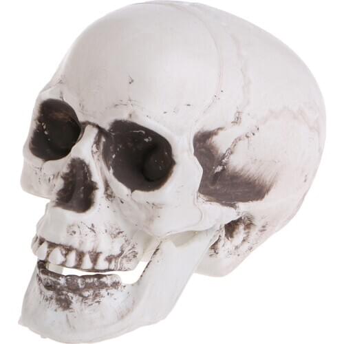 Plastic Human Mini Skull Decor Prop Skeleton Head Halloween Coffee Bars Ornament L4MB