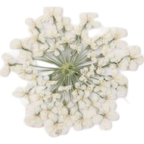 2021 White Lace / Snow / Minoan Dried Pressed Flower For Nail bookmark material free shipment 1 lot/120pcs