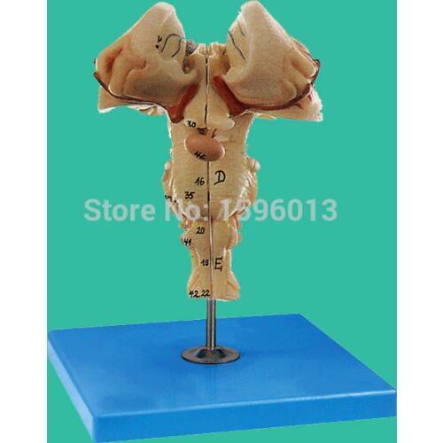 Human Brainstem Model, Brainstem Anatomical Model