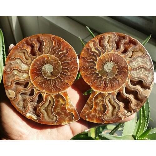 248g 1 Pair Half Cut Ammonite Shell Jurrassic Fossil Specimen Madagascar
