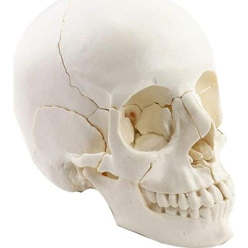 22 Parts 1:1 Disassembled Skull Head Anatomy Model Medical Anatomy Model Dropshipping