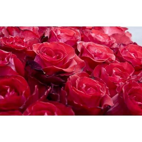 3d customized wallpaper red rose 3d wall murals wallpaper for living room room decor wallpapers