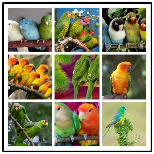 LIPHISFUN Full Drill Diamond Painting Handmade Cross Stitch Embroidery Square/round DIY Parrot Cute Animal
