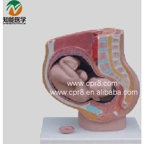 Model Of Pregnancy (Sagittal Anatomy) BIX-A1066 G150