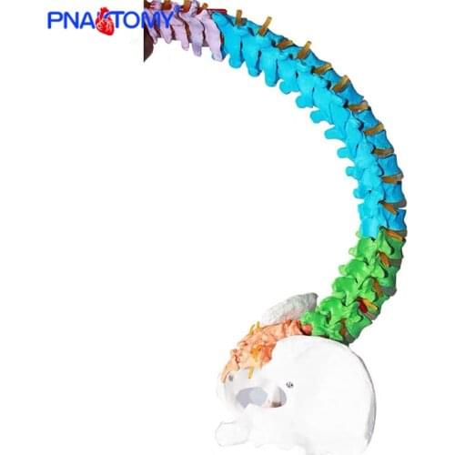 85cm adult colored flexible spine model skeleton anatomy medical teaching tool pelvis bone life size nerves and artery model