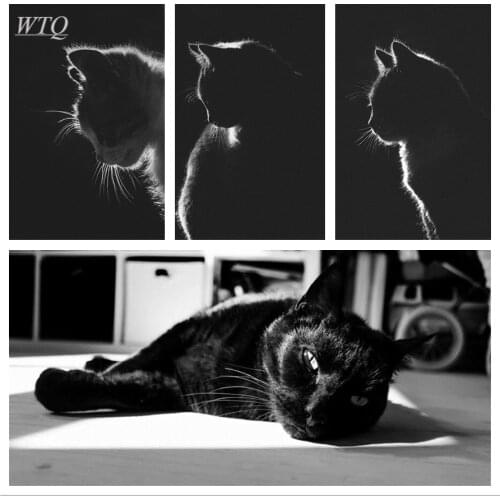 Black and White Poster Black Cat Animal Posters Wall Poster Canvas Painting Home Decoration Wall Art Photos for Childrens Room