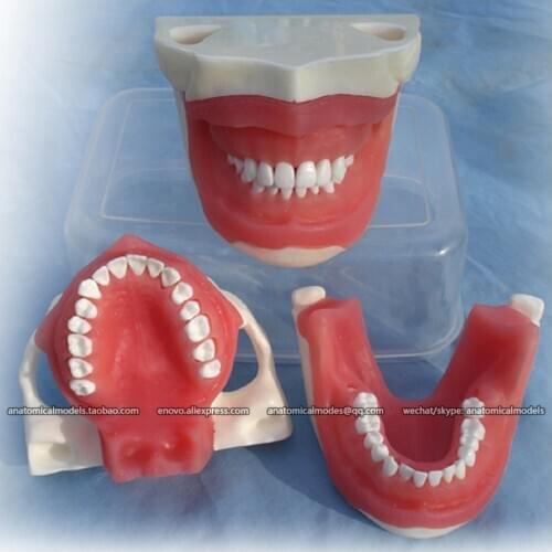 CMAM/12607 Dental- Anesthesia extraction, Human Oral Dental Medical Teaching Anatomical Model