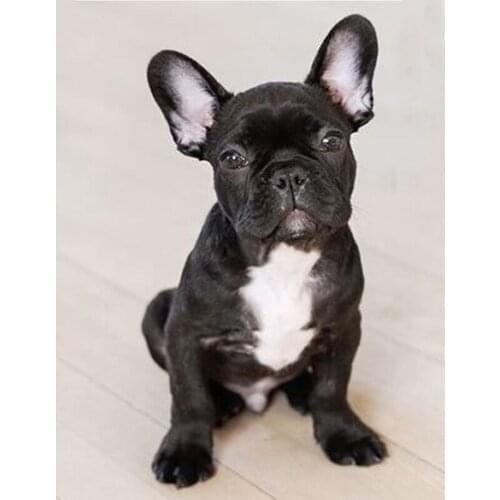 French theme diamond painting, full 5d embroidery with pets, cute bulldog, square or round beads, picture kit, mosaic, DIY