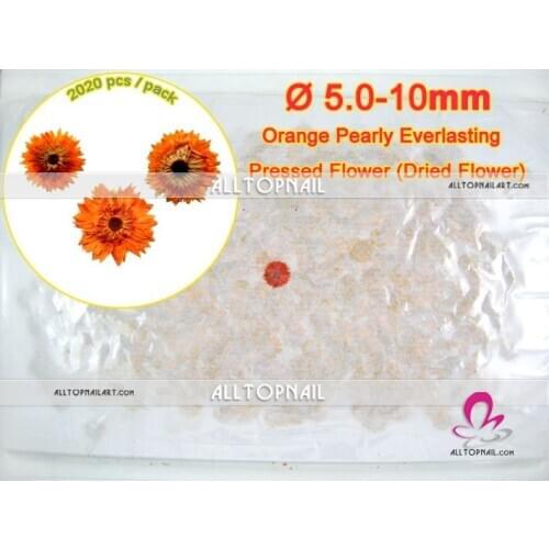 Professionail Pearly Everlasting Orange Pressed Flower 2020pcs/lot Anaphalis Margaritacea Natural Dried Flower - Free shipping