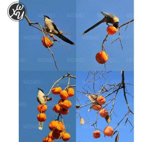 Persimmon Tree Diamond Painting for Adults Magpie Sparrow Full Diamond Embroidery Autumn Scenery DIY Cross Stitch for Home Decor