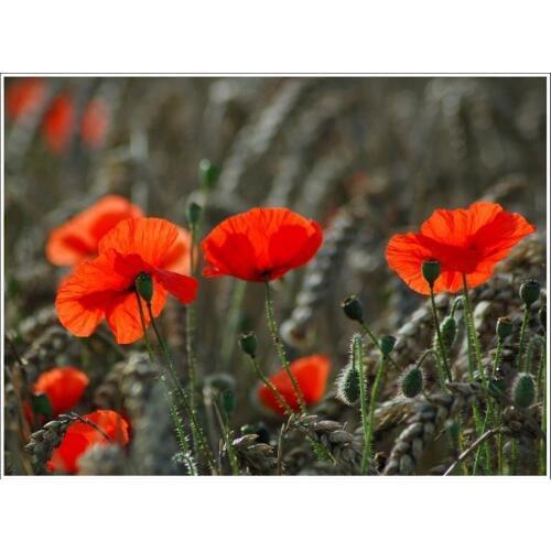 Hot red Poppies printed as home decoration canvas wall art , cotton canvas nature art picture free shipping