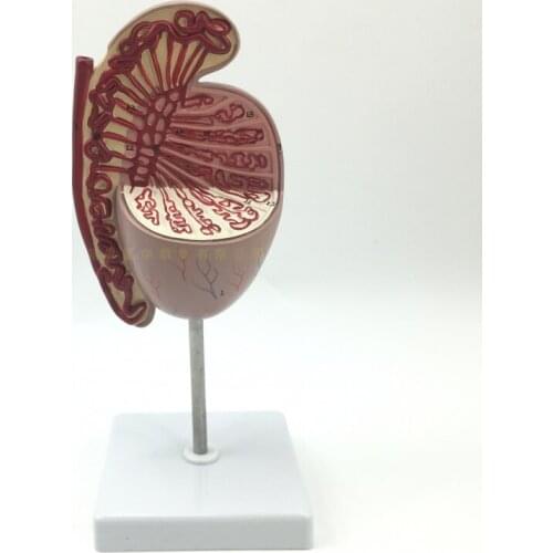 Male Genital Organ Testis Prostate Anatomical Model Efferent Tubules, Tunica Albuginea Cavity Visceral Tunica