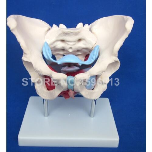 HOT Female Pelvis Model With Muscles and Organs, Anatomical Female Pelvis Model