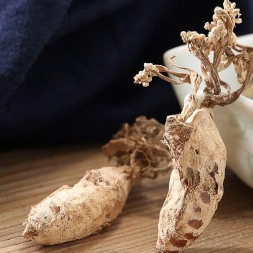 CICADA SLOUGH JINCHANHUA CORDYCEPS CICADAE ISARIA CICADAE MIQUEL JIN CHAN HUA