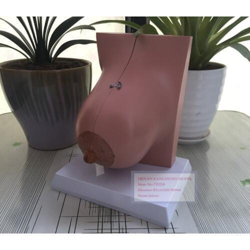 ISO Lactating Breasts Anatomical Model,Female Breast Model,Breast Anatomy Teaching Model