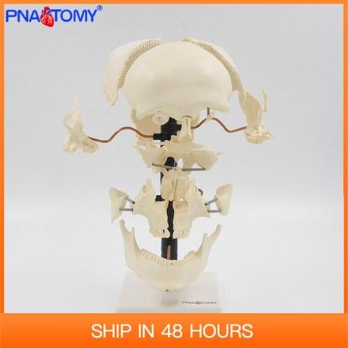 Skull Model Life Size Human Anatomical Medical Tool Anatomy Demonstration Educational Equipment Skeleton