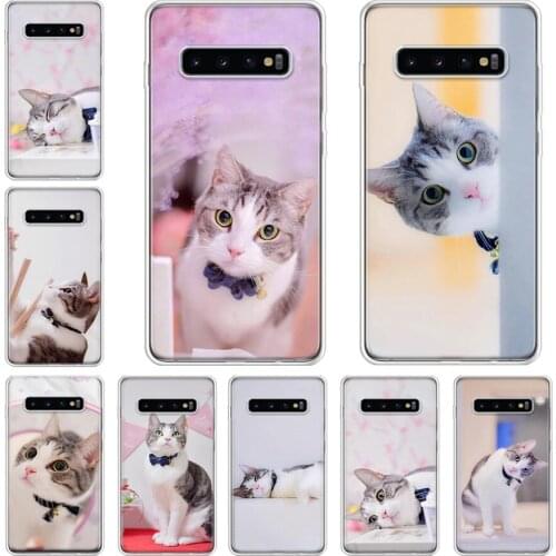Animal pet cute domestic short-haired cat Phone Case For Samsung Galaxy Note 20 10 9 8 S8 S9 S10 S10E S20 S21 Ultra J4 J6 Plus L