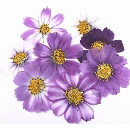 10 Pcs Cosmos Dried Flower Pressed Flower Plants for Epoxy Resin Pendant Necklace Jewelry Making Craft Diy Accessories