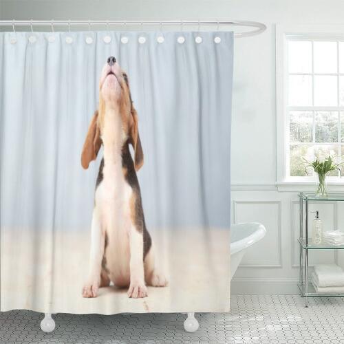 Brown Playing Small Cute Beagle Puppy Dog Looking Up Shower Curtain Polyester 60 x 72 inches Set with Hooks