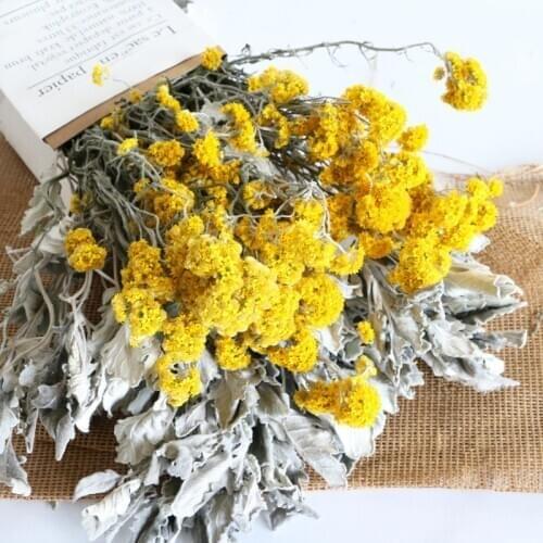 10pcs,Nature Preserved Dusty Miller Bouquet,Eternal Silverleaf DIY Dry Glass Cover Floating Flower Material Wedding Decor