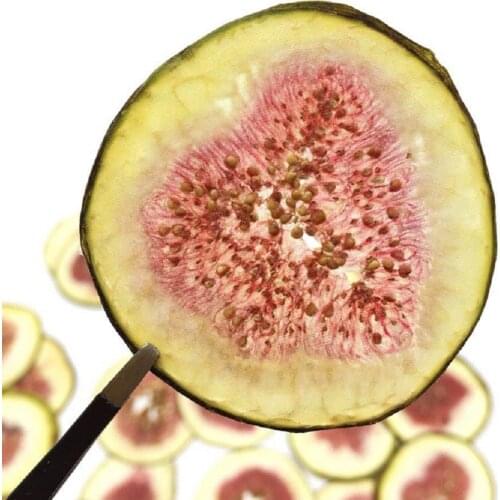 5pcs Pressed Dried Turkey Fig Slices Fruit Plant Herbarium For Jewelry Postcard Invitation Card Phone Case Bookmark Making DIY