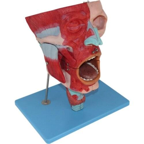 Nose mouth and throat cavity model head and facial muscles anatomical model, nasal cavity and mouth model, throat