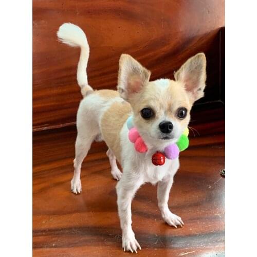 Pet Dog Collar For Dogs Cat Elastic Rope Collar Fur Ball Collar With Bell Cat Collars For Small Large Dogs Cats Dog Accessories