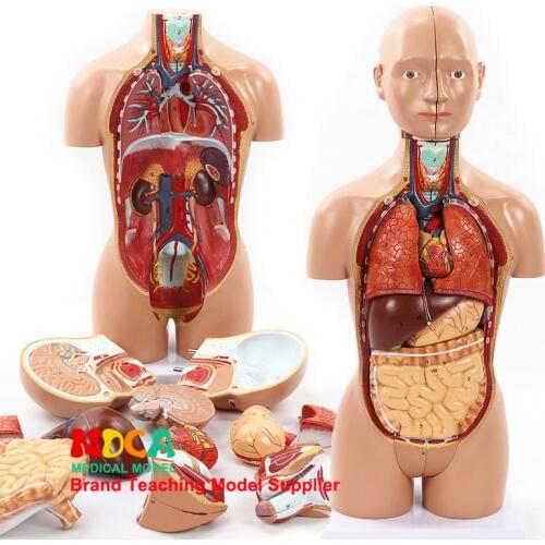 45cm dismantling 16 parts human body trunk anatomy model liver intestine stomach medical teaching MQG103