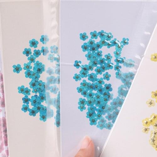 100pcs Natural plum blossom dried flower Epoxy jewelry material nails dry flower embossed mobile phone case pressed flower