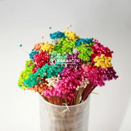 Brazil Imported Dried Flower Bouquet Small Bouquet Color Small Dried Bouquet Mini Shooting Props Flower Photography