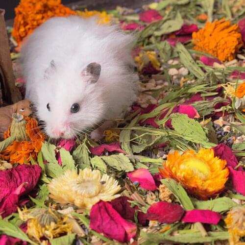 Hamster Golden Bear Dried Flower Bedding Chipmunk Hamster Flower Bedding Hamster Cage Landscaping Supplies Small Pet Accessories