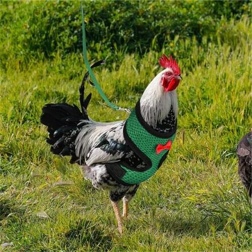 Chicken Hen Size With Matching Belt Comfortable Breathable Medium Chicken belt Home Garden Home pet supplies