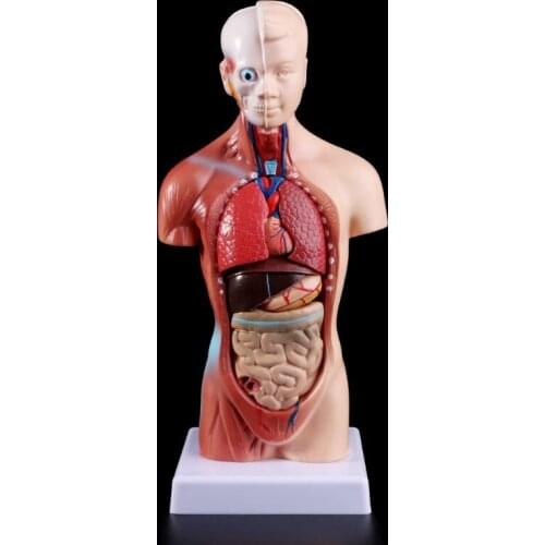 Human Torso Body Model Anatomy Anatomical Internal Organs For Teaching 53CF