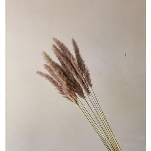 15pcs/lot Natural Dried Pampas Grass Phragmites Artificial Plants Bulrush Wedding Flower for Home Party Decoration