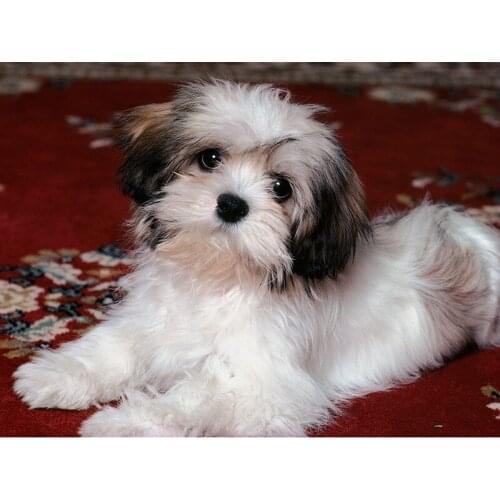 5d Diamond Painting Full Square/Round Dog Animal Picture Of Rhinestone DIY Diamond Embroidery Mosaic Home Decor Gift