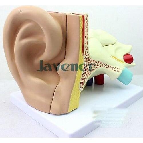 Simulation Human Anatomical Ear Anatomy Medical Model Auditory System Organ
