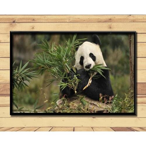 Giant Pandas Lovely And Valuable Animal (5) Wall Posters Prints Silk Art Painting For Home Wall Bedroom Decor