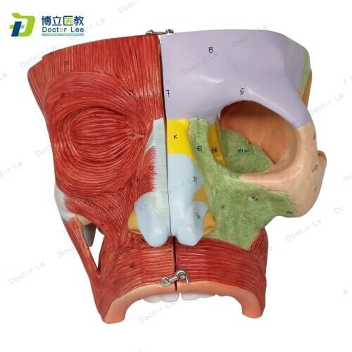 Human Nose and Nasal Cavities Anatomy Model for Anatomia and Department of Stomatology Teaching Demonstration