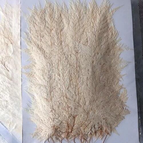 60pcs 4-7cm Pressed Dried White Stenoloma Chusanum Leaf Flower Plants Herbarium For Jewelry Phone Case Bookmark Postcard Craft
