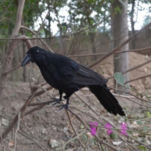 Large 30cm feathers black crow bird Handmade model, polyethylene& feathers crow,home decoration toy Xmas gift w3920