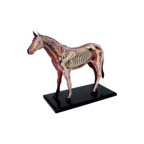 4D Animal Puzzle Horse Toys Animal Anatomical Models Detachable DIY Children Gifts Educational Tool School Used 26101