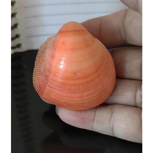 4-5cm Natural Pearly Screw Conch Shells Coral Collectible Mediterranean Aquarium Ornaments Sea Snail