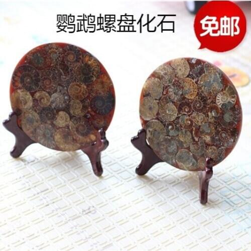 Free Shipping Nautilidae Plate Fossil Ornaments Lucky Madagascar Chrysanthemum and Stone Screw Natural Chrysanthemum and Stone