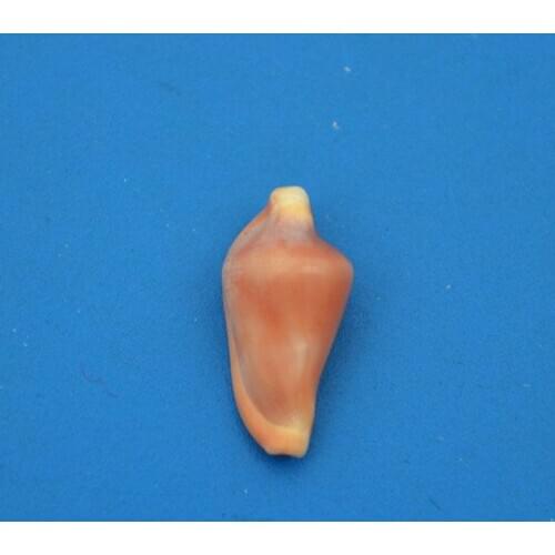 Natural Conch Sea Shells Seashells For Home Decorations,Fish Tank And Shell Collector