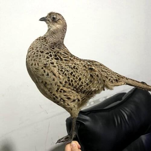 Real Taxidermy pheasant stuffing specimen Teaching / Decoration