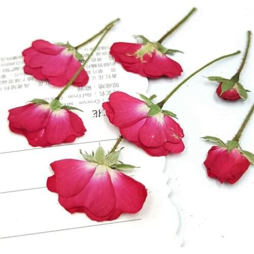 100pcs Nature Pressed Roses With Stem Eternal Real Flowers For DIY Wedding Invitations Bookmark Gift Card Phone Shell Decor