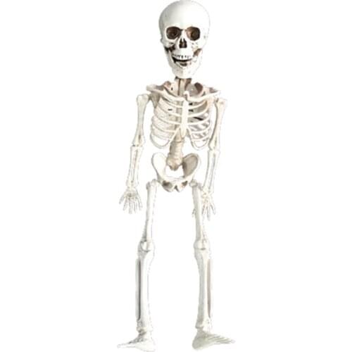 Halloween Skeleton Skeleton Haunted House Bar Decoration Props 40cm Human Body Plastic Skeleton Pendant Decoration