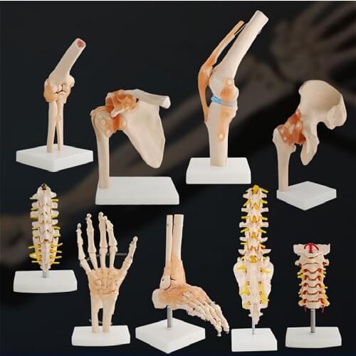 Human knee joint Functional model shoulder elbow joint ligament model hand foot joint hip joint movable bone model